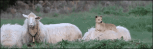  Dog and ovelha, ovelhas