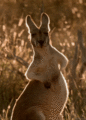 Kangaroo - random photo