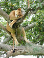 Lioness - animals photo