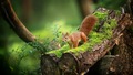 Squirrel - animals photo