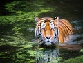 Tiger - animals photo