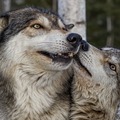 Wolfs - animals photo