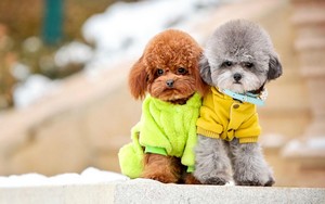 38950206 poodle wallpapers