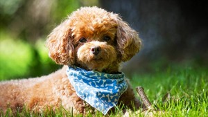 39027546 poodle wallpapers