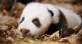 Baby Panda - animals photo
