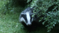 Badger - animals photo