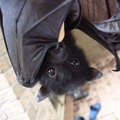 Bat - animals photo