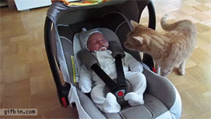  Cat and Baby