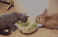 Cat and Bunny - random photo
