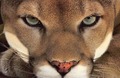 Cougar - animals photo