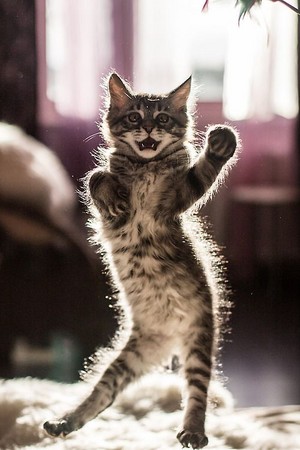  Dancing Kitty