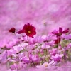  फूल आइकन made द्वारा me - KanonKyu
