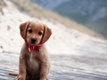 Puppy - dogs photo
