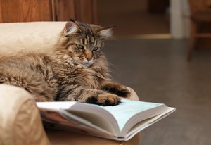  Reading To A Cat