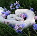 Snake - animals photo