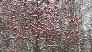  Winter berries