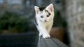 cats -  Cute Little Kitten wallpaper