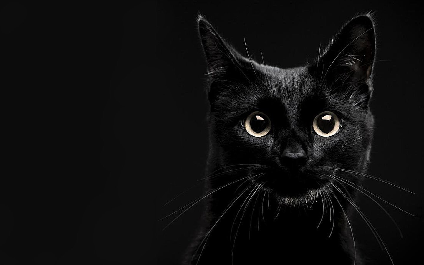 Beautiful Black Cat - Cats Wallpaper (41100577) - Fanpop