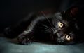 Beautiful Black Cat - cats wallpaper