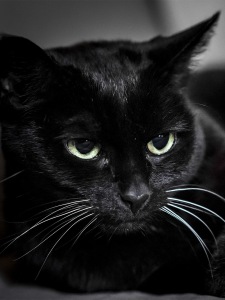  Beautiful Black Cat