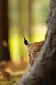 Bobcat - animals photo