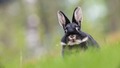 animals - Bunny wallpaper
