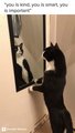 CATS IN THE MIRROR - lol-cats photo