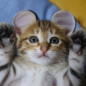  mèo WITH EARS chuột