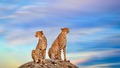 animals - Cheetahs wallpaper