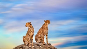  Cheetahs