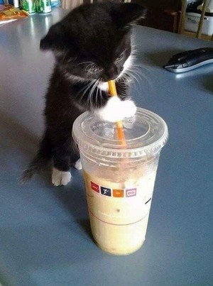  KITTEN mèo DRINK THAI trà