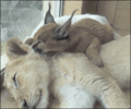 Lion and Lynx - random photo