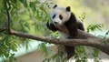 animals - Panda wallpaper