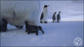 Penguins - random photo