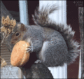 Squirrel - random photo