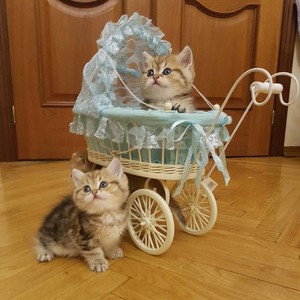  TWO CUTE gatitos