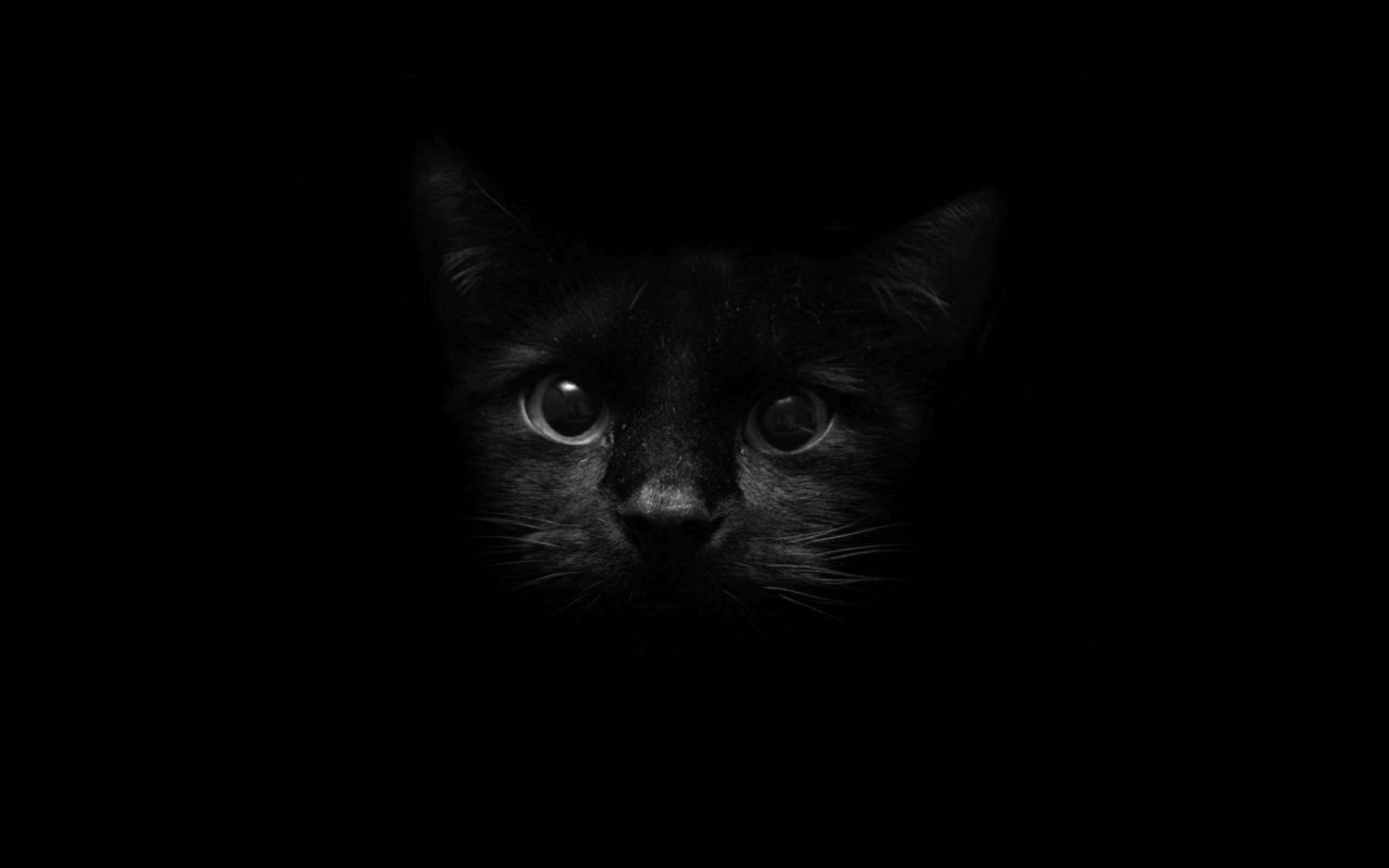 Beautiful Black Cat Cats Wallpaper 41241436 Fanpop,Cat Breeds