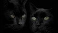 Beautiful Black Cats - cats wallpaper