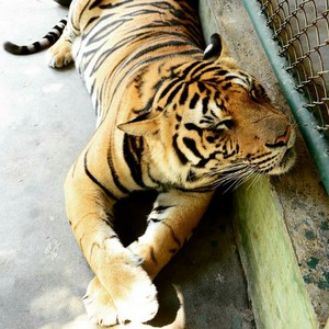  Beautiful Tiger