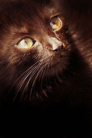  Brown kucing