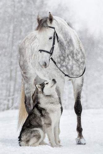 Dog and Horse - Animals Photo (41220552) - Fanpop