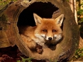 animals - Fox wallpaper