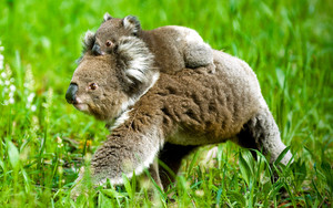  Koala With Baby