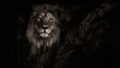 animals - Lion wallpaper