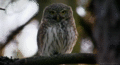 Owl - animals photo