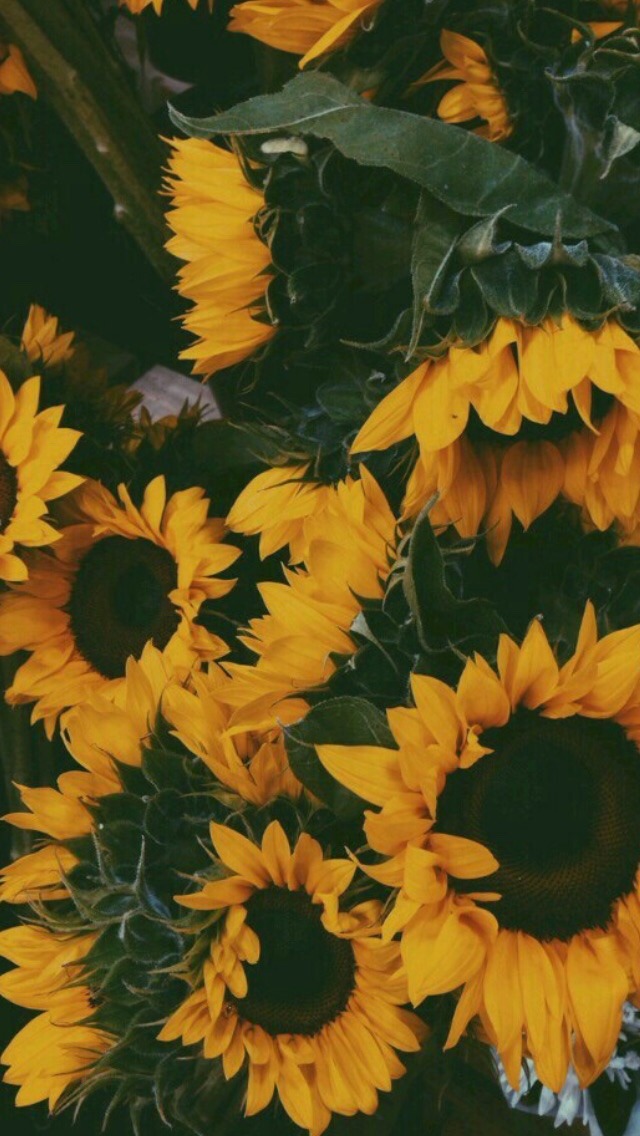 Featured image of post Tumblr Gambar Aesthetic Bunga / Ada jutaa jenis bunga di muka bumi ini, dan berasal dari berbagai.