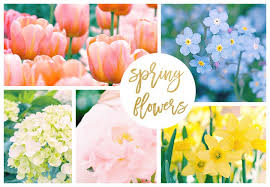  Spring Цветы