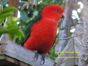  king papegaai