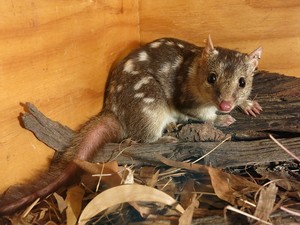  northern quoll