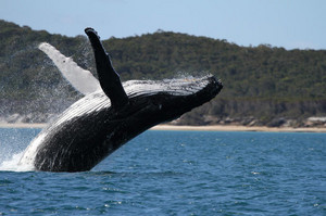Hervey Bay,Australia whale watching